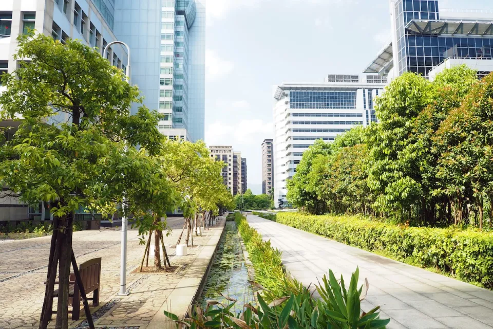 Small trees on city sidewlak with glass buildings in background.